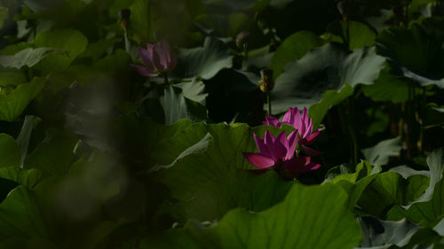 Close-up of pink flower