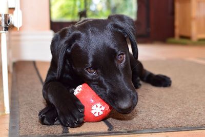 Close-up portrait of dog