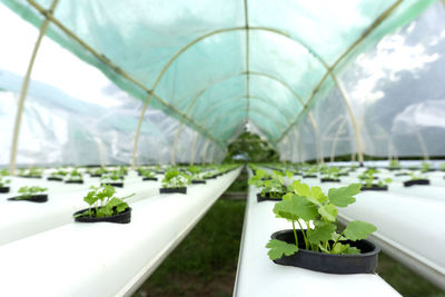 Potted plants in greenhouse