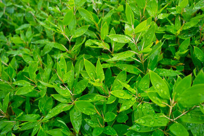 Full frame shot of fresh green leaves on field