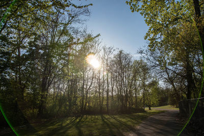 Sunlight streaming through trees in forest against sky