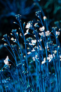 Close-up of purple flowering plant on field