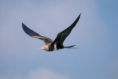 Low angle view of eagle flying in sky