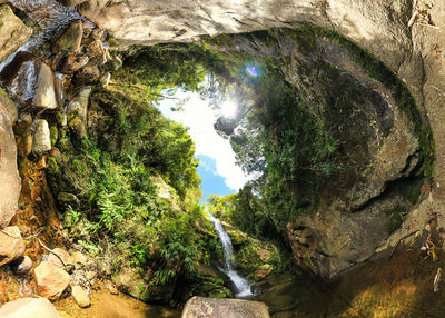 Low angle view of rock formation in forest