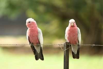 Close-up of galahs perching on fence