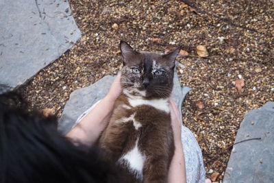 High angle view portrait of hand holding cat