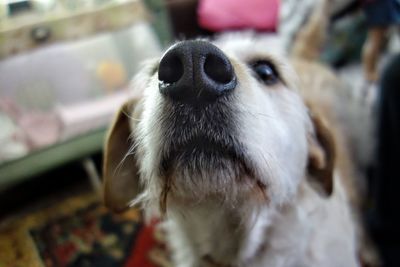 Close-up of dog