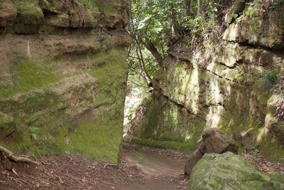 Trees and rocks in forest