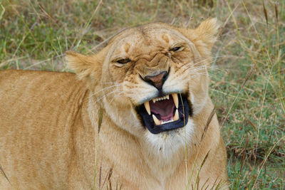 Close-up portrait of a lioness