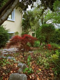 View of plants growing on house