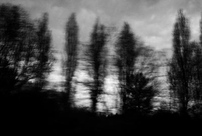 Trees in forest against sky