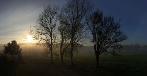 Bare trees on field at sunset