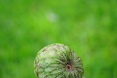 Close-up of lemon growing on plant