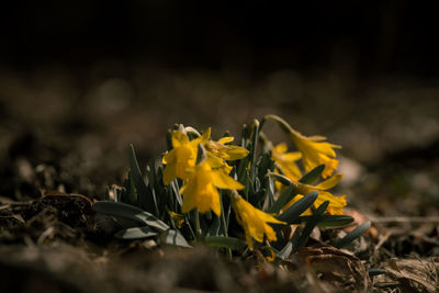 Close-up of yellow flowering plant on field