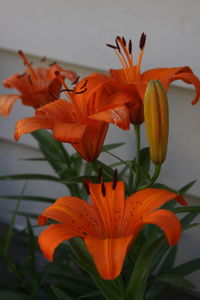 Close-up of orange lily flowers