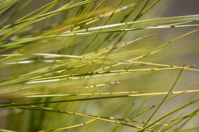 Close-up of crops growing on field