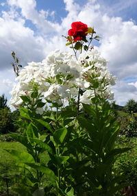 Low angle view of flowers blooming against sky