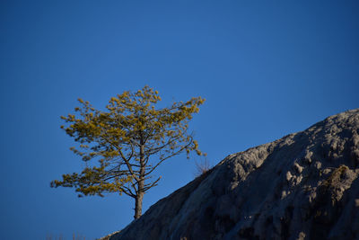 Low angle view of tree against clear blue sky