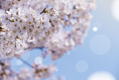 Close-up of cherry blossom against blue sky