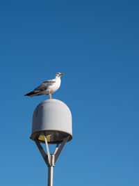 Low angle view of seagull perching against clear blue sky