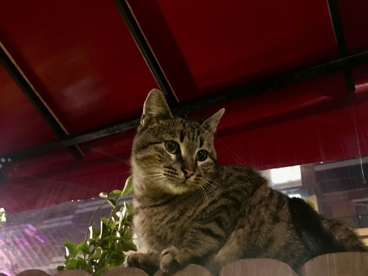 PORTRAIT OF TABBY CAT SITTING ON FLOOR AT HOME