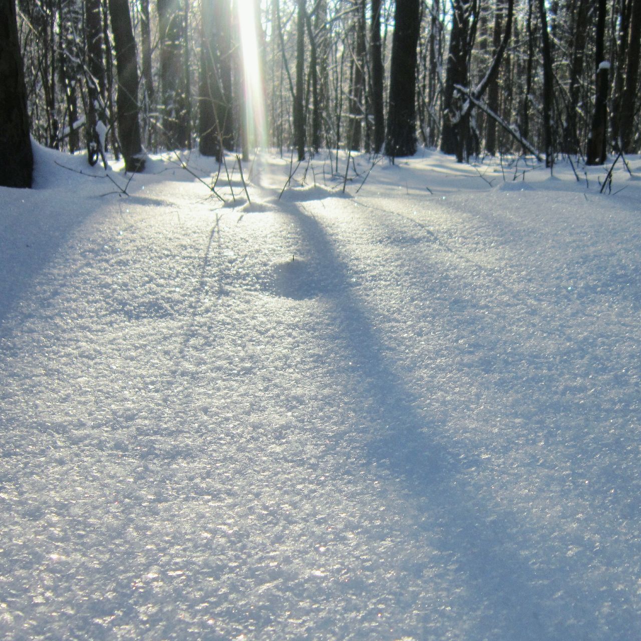 snow, winter, cold temperature, tree, plant, land, nature, tranquility, sunlight, shadow, covering, day, white color, beauty in nature, field, no people, non-urban scene, trunk, tree trunk, outdoors