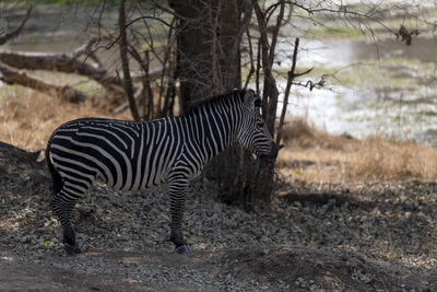 Side view of zebra standing on field