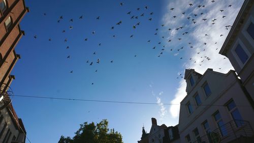 Low angle view of birds flying in building