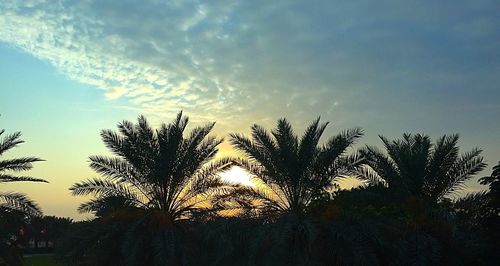 Silhouette of trees against sky at sunset