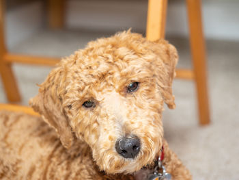 Close-up portrait of a dog at home