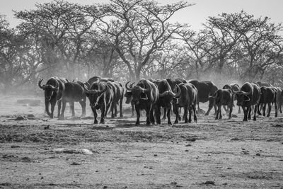 Horses on a field