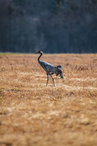 Side view of a bird on field