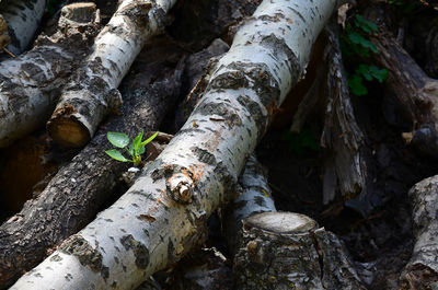 Close-up of tree trunk in forest