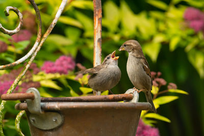 Close-up of birds perching on metal