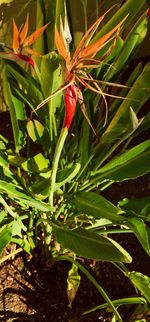 Close-up of red flowers