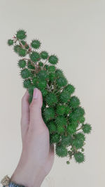 Midsection of person holding plant against white background