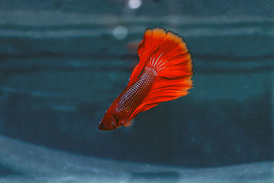 Close-up of orange fish swimming in sea