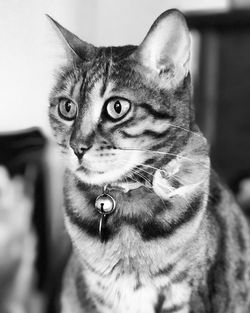 Close-up portrait of cat