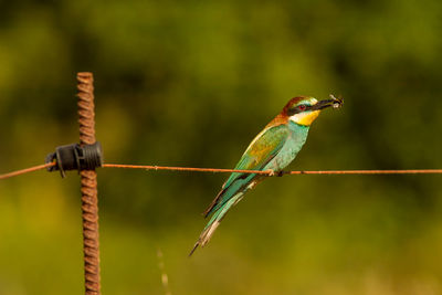 Close-up of european bee-eater