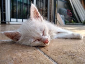 Close-up of a cat sleeping