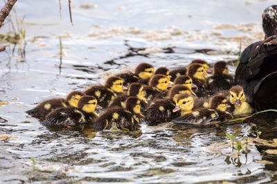 View of birds swimming in lake