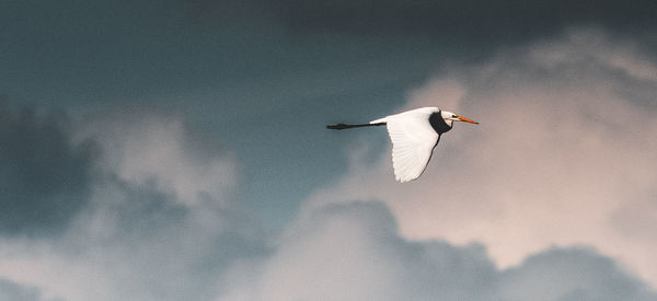 Low angle view of seagull flying in sky