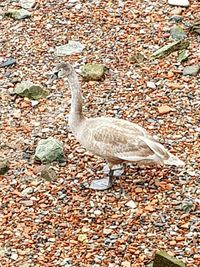 Birds on autumn leaves