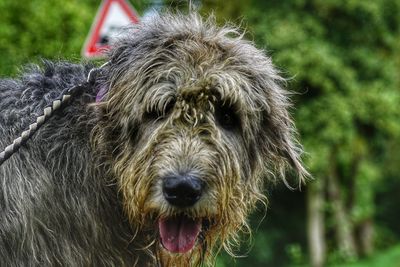 Close-up portrait of dog