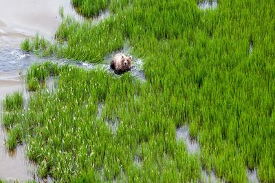 Dog amidst grass in water