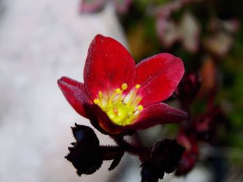 Close-up of red flowering plant