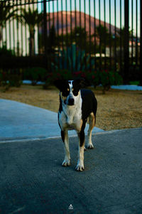 Portrait of dog standing in street