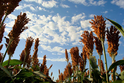 Low angle view of plants growing on field against sky