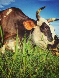 Close-up of cow grazing on field