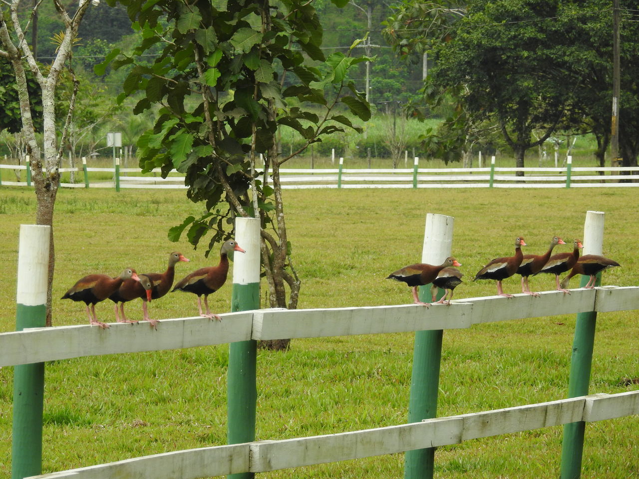 VIEW OF A BIRD ON FIELD